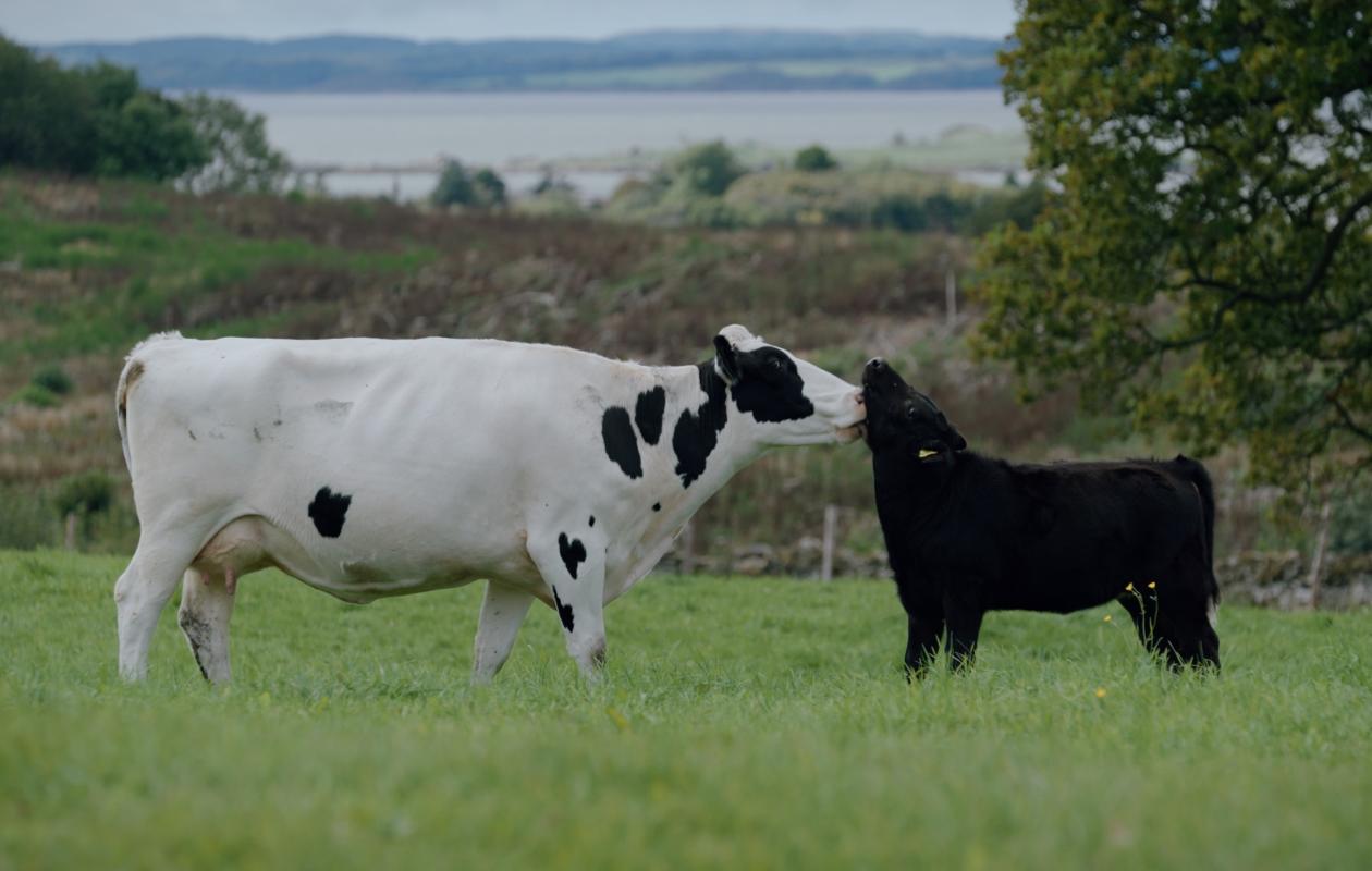 A dairy cow with its calf in a field at Rainton Farm