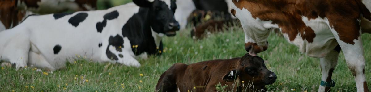 A still from A Dairy Story showing dairy cows with calves in field